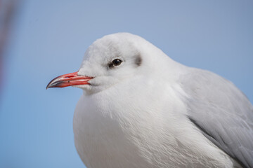 ウミネコのクローズアップ