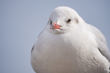 ウミネコのクローズアップ