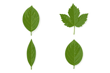 Four different green leaves showing various shapes and textures isolated on white background