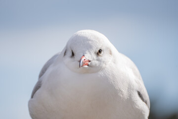 ウミネコのクローズアップ