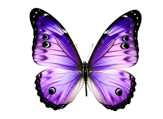 Obraz premium Vibrant purple butterfly with intricate wing patterns isolated on transparent background