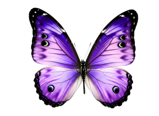 Vibrant purple butterfly with intricate wing patterns isolated on transparent background