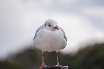 ウミネコのクローズアップ