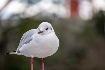 ウミネコのクローズアップ
