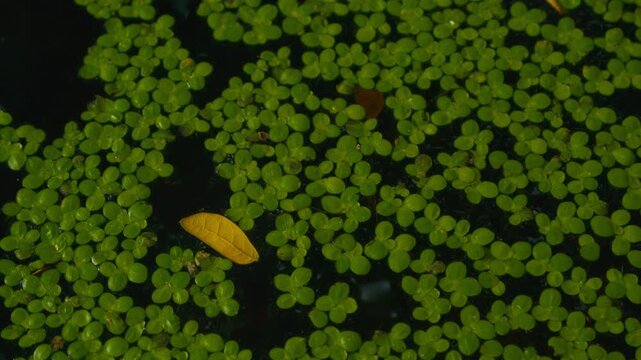 Macro top-down shot of dense green duckweed with a single yellow leaf forming a minimalist natural contrast. Perfect for background or texture use