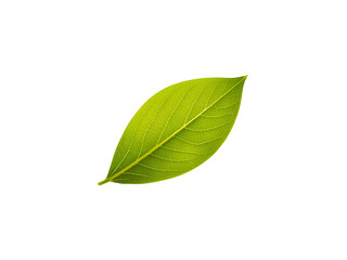 Fototapeta premium Bright Fresh Green Leaf with Visible Veins and Smooth Texture Isolated Neatly on a Clean White Minimal Background