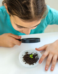 A child examines a plant under a magnifying glass. Selective focus.