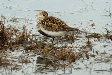 Bécasseau violet, Calidris maritima, Purple Sandpiper