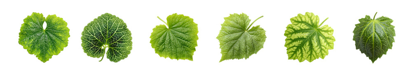 Fototapeta premium Six green grape leaves isolated on a white background.