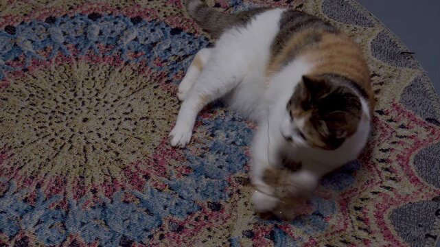 A playful calico domestic cat lies on a colorful patterned rug and grabs a feather toy in a cozy home interior.