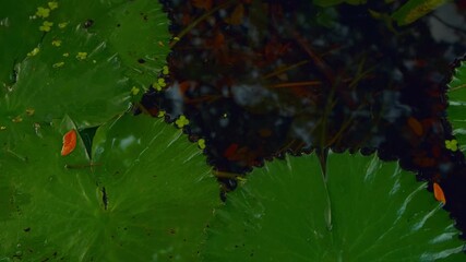 Close-up of large green lotus leaves floating on water with dark reflections and orange accents. Natural pattern ideal for background or organic concepts - Powered by Adobe