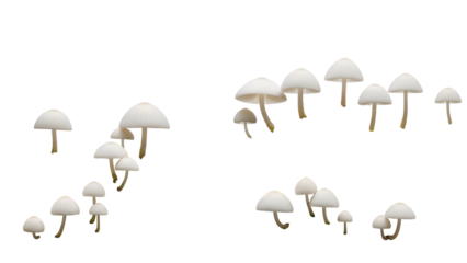 Several White Mushrooms with Thin Stems on a Transparent Background Macro Photography