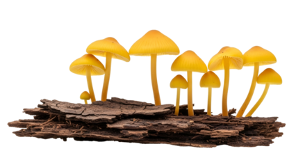 Group of Golden Yellow Mushrooms Growing on Decaying Wood Log on Transparent Background Close Up