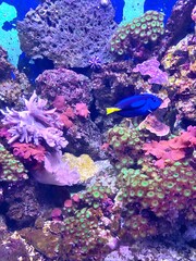 coral reef and fishes