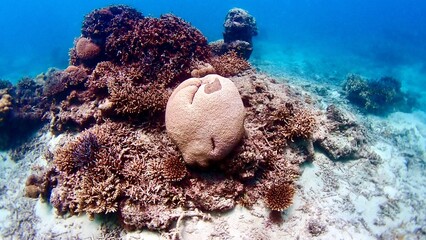 白い塊状のサンゴ