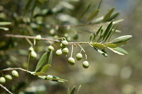 branches of olive trees with green olives