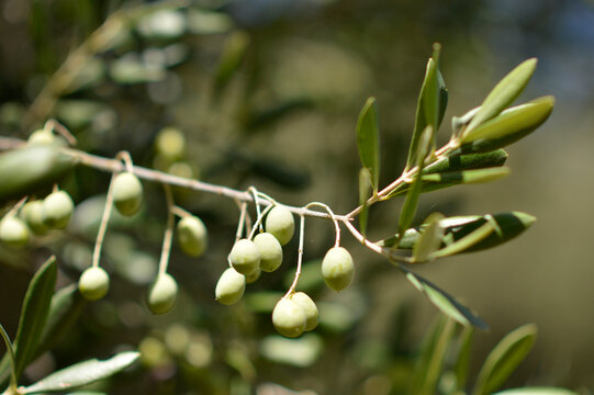 branches of olive trees with green olives