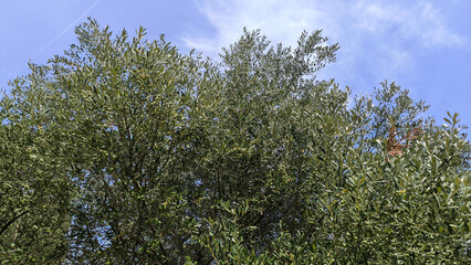 branches of olive trees with green olives