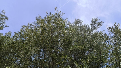 branches of olive trees with green olives