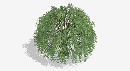 Elegant Weeping Willow Tree Illustration on Clear White Background