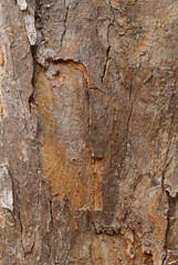 Closeup texture of natural tree bark background. Rough surface of trunk.