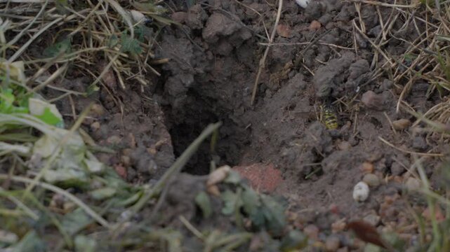 Gros Plan sur un Nid de Gu&ecirc;pes Souterrain Video