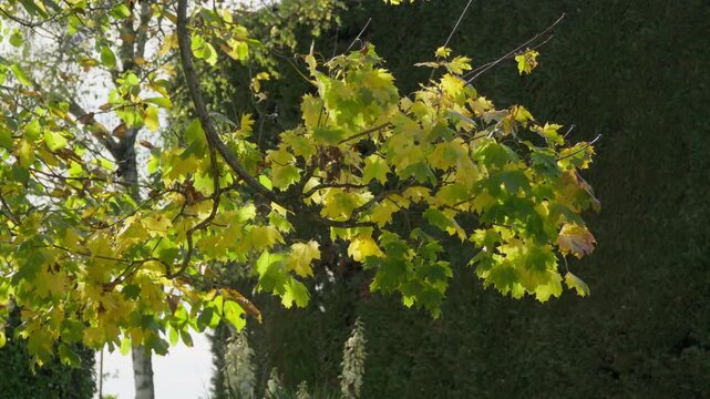 Branches d'&Eacute;rable aux Feuilles Vertes et Jaunes &Eacute;clatantes Baign&eacute;es de Soleil