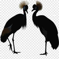 Fototapeta premium Elegant Birds: Two birds stand gracefully, their dark bodies contrasting against the backdrop, showcasing their beauty. Their unique appearance evokes a sense of wonder.