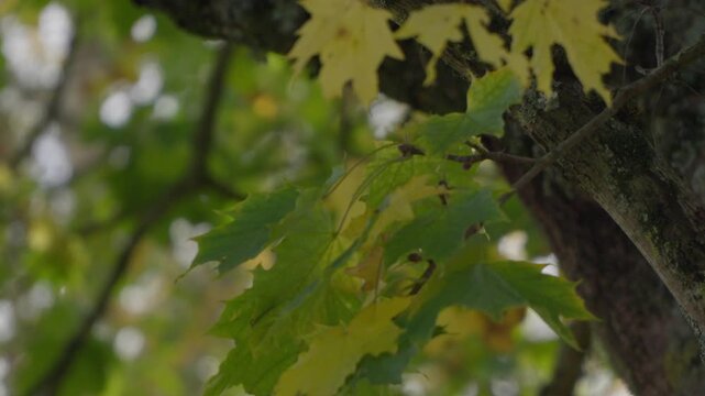 Gros Plan sur des Feuilles d'&Eacute;rable Jaune et Vert R&eacute;tro-&eacute;clair&eacute; par le Ciel