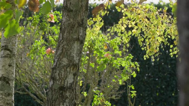 Tronc d'Arbre en Gros Plan avec Rosier Vert et Feuillage Jaunissant d'Automne
