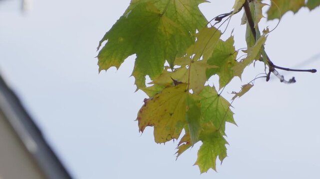 Feuilles d'&Eacute;rable Vives Contre le Ciel Clair