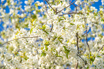 Cherry blossoms in the garden in spring. Selective focus.
