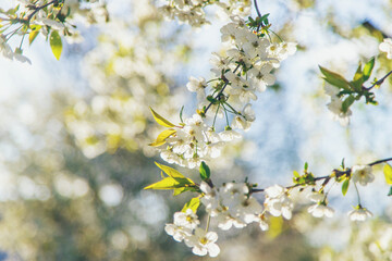 Cherry blossoms in the garden in spring. Selective focus.