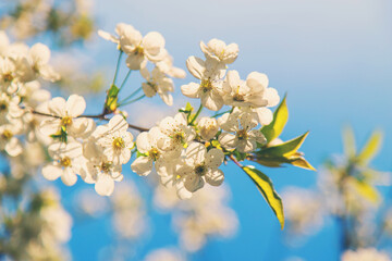 Cherry blossoms in the garden in spring. Selective focus.