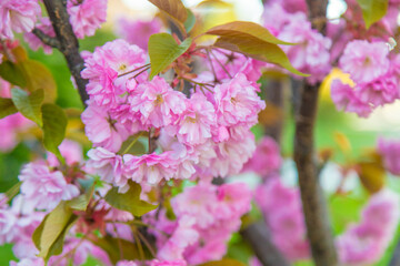 Obraz premium Cherry blossoms in the garden in spring. Selective focus.