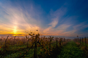 Vineyards on an early autumn morning, late autumn and fog in the mountains, an idea for caring for grape cultivation for traditional distilleries