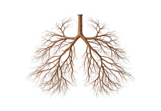 Bare tree roots forming lung shape structure, isolated on a transparent background