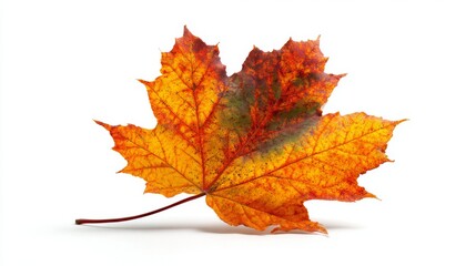 Fototapeta premium Seasonal simplicity: a golden leaf on pristine ground. Grotesque style. A golden maple leaf resting on white, slightly tilted in autumn style. Vibrant expression. Dreamlike imagery.