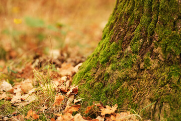 A close-up view of a mossy tree trunk shows intricate textures next to dry, colorful leaves. Sunlight filters through the trees in a serene autumn landscape.
