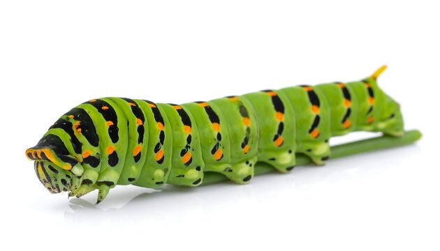Vibrant close-up of a green caterpillar with black stripes and orange spots, resting on a stem against a white background - Powered by Adobe