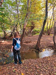 Yellow autumn in Azerbaijan forest