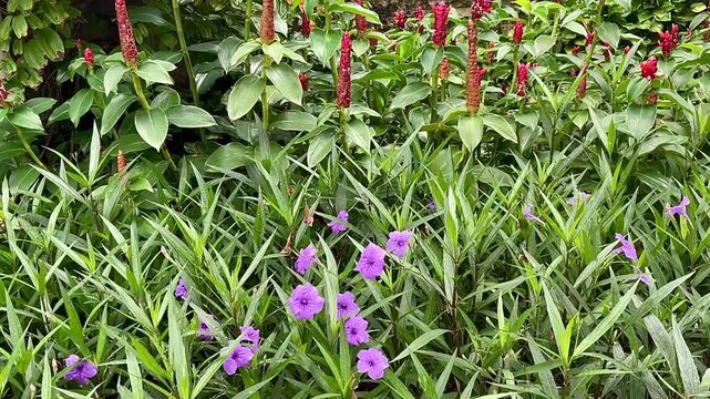 Ruellia and costus spicatus flower blooming on green leaf background. Ruellias and costus spicatus are popular ornamental plants. 