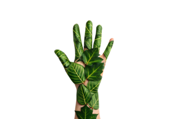 Human hand covered with green leaves, nature organic concept, isolated on a transparent background