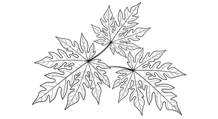 Papaya leaves arrangement in detailed line art on a clean white background