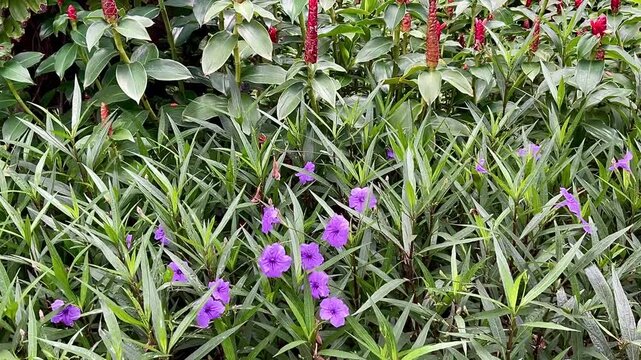 Ruellia and costus spicatus flower blooming on green leaf background. Ruellias and costus spicatus are popular ornamental plants. 