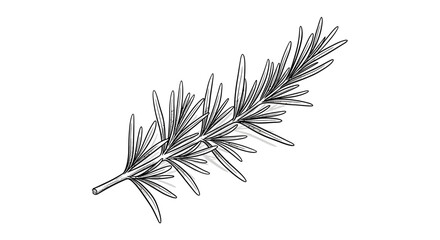 Sketch of Rosemary Branch on White Background, Minimalist Herbal Art