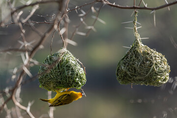 Tisserin gendarme posé sur son nid