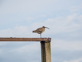 curlew on perch in Iceland
