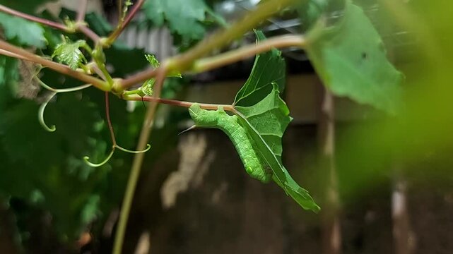 Green caterpillars on green leaves in the garden
