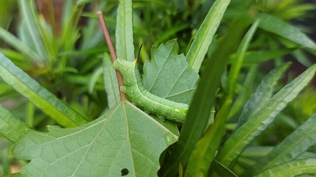 Green caterpillars on green leaves in the garden
